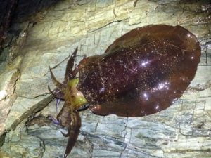 和歌山親子エギング