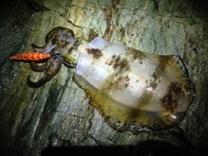 和歌山親子エギング