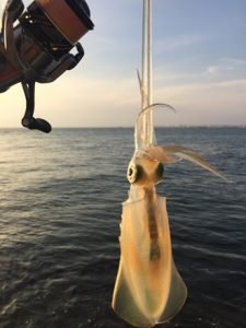 近畿でエギング