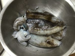 和歌山エギング