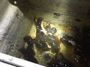 ティップランエギング