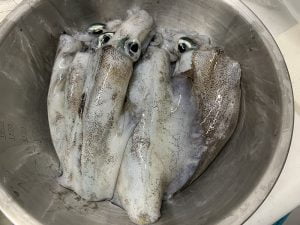 19エギング和歌山