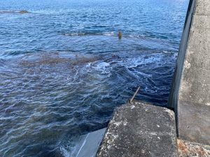 南紀のエギングポイント一本松