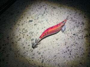 和歌山中紀エギング