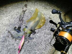 和歌山エギング