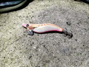 和歌山エギング