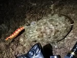 和歌山中紀エギング