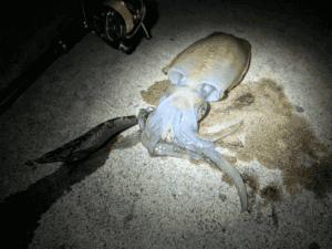 和歌山_秋エギング2025