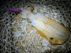 和歌山_秋エギング2025