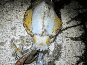 エギング和歌山中紀