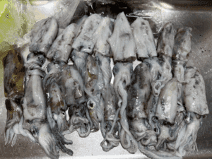 2025年秋エギング開幕