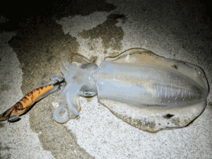 エギング和歌山中紀