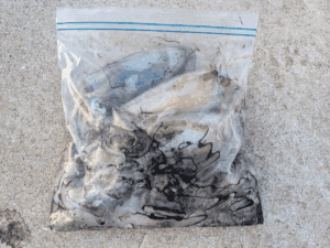 和歌山_秋エギング2025