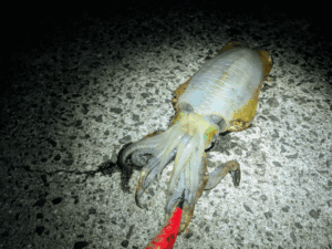 和歌山中紀エギング