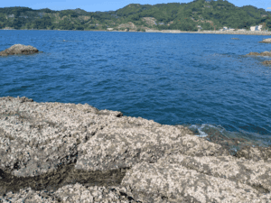 和歌山中紀エギング