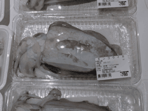 和歌山中紀エギング