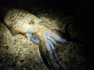 和歌山エギング