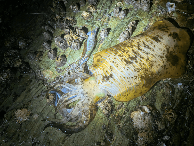 和歌山エギング2025