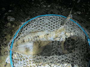 和歌山エギング2025