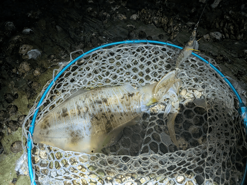 和歌山エギング2025